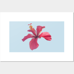 Tropical Hibiscus Posters and Art